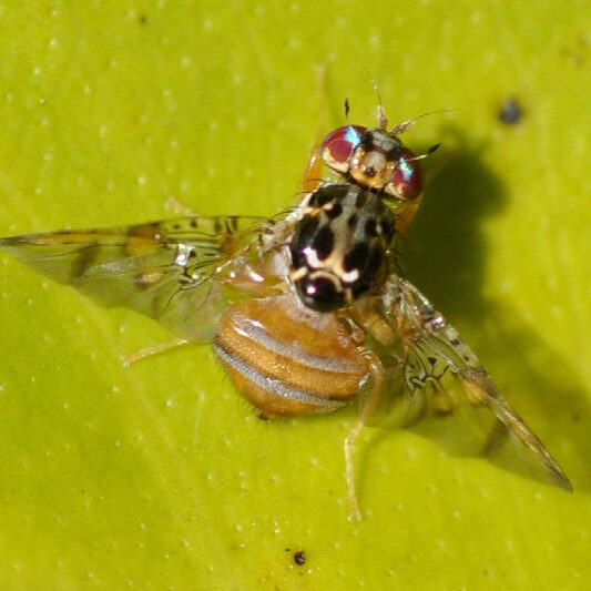 Fig-1-Male-of-Ceratitis-capitata-Wiedemann Fig-1-Male-of-Ceratitis-capitata-Wiedemann