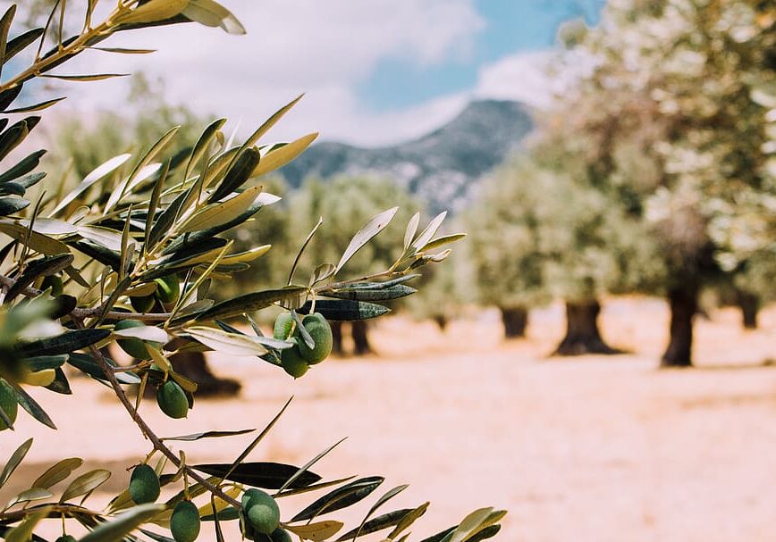 wallpapers olives wallpapers olives